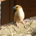 Hawfinch